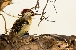 Bennett's Woodpecker (Pic de Bennett)_7D2_2840 null