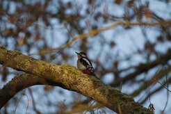 Pic Epeiche_737A1683 null