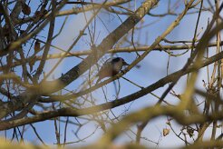 Pic epeiche_737A7653 null