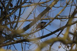 Pic epeiche_737A7655 null