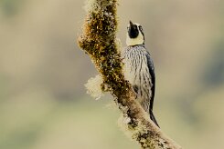 Carpintero bellotero (Pic glandivore)_231206_5998-2 null