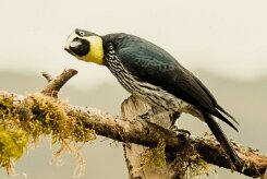 Carpintero bellotero (Pic glandivore)_231206_6093-2 null
