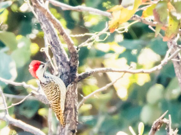 Pic cardinal