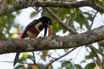 Arasarí piquinaranja (Araçari de Frantzius) Golfo Dulce - Costa Rica