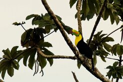 Tucan piquiverde (Toucan à carène)_231204_5742-2 null