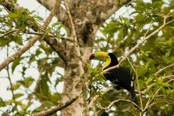 Tucan piquiverde (Toucan à carène)_231204_5745-2 null