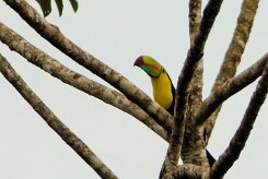 Tucan piquiverde (Toucan à carène)_231204_5747-2 null