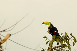 Tucan piquiverde (Toucan à carène)_231204_5781-2 null