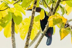 Tucán pechigualdo (Toucan tocard)_231208_6317-2 null