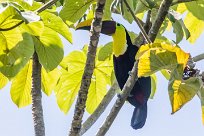 Tucán pechigualdo (Toucan tocard) Golfo Dulce - Costa Rica