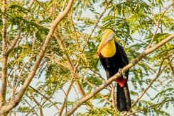 Tucán pechigualdo (Toucan tocard)_231208_6389-2 null
