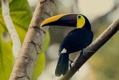 Tucán pechigualdo (Toucan tocard)_231209_6417-2 null