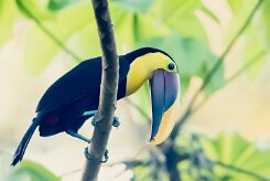 Tucán pechigualdo (Toucan tocard)_231209_6419-2 null