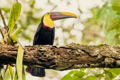 Tucán pechigualdo (Toucan tocard)_231209_6577-2 null