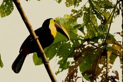 Tucán pechigualdo (Toucan tocard)_231209_6671-2 null