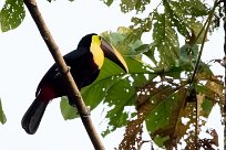 Tucán pechigualdo (Toucan tocard) Golfo Dulce - Costa Rica