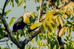 Tucán pechigualdo (Toucan tocard)_231210_6680-2 null