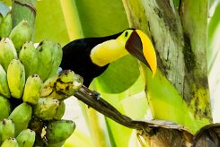 Tucán pechigualdo (Toucan tocard)_231211_5181-2 null