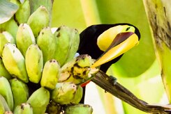 Tucán pechigualdo (Toucan tocard)_231211_5182-2 null