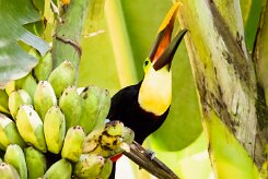 Tucán pechigualdo (Toucan tocard)_231211_5184-2 null