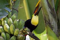 Tucán pechigualdo (Toucan tocard) Matapalo - Costa Rica