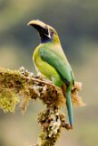 Tucanete gorjiazul (Toucanet à gorge bleue)_231206_6022-2 null