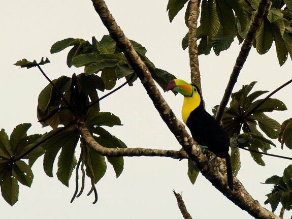Toucan à carène