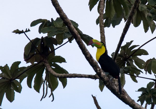 Toucan à carène