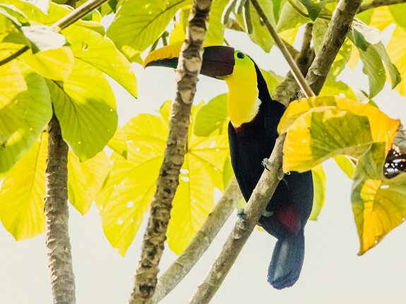 Toucan tocard