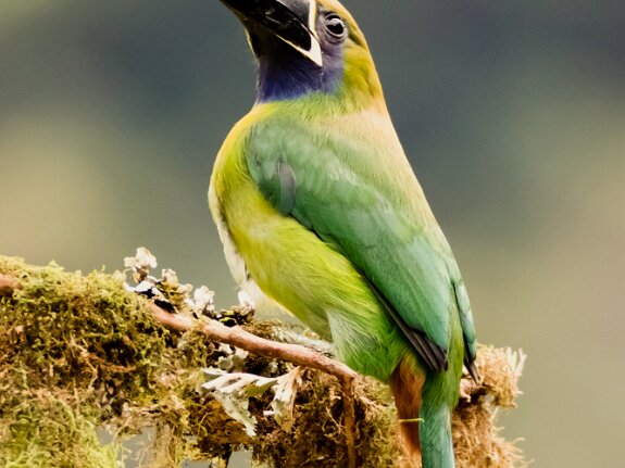 Toucanet à gorge bleue
