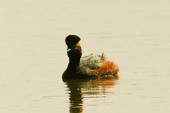 grebe_a_cou_noir_01b-2 null