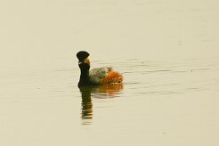 grebe_a_cou_noir_02b-2 null