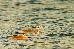 grebe_a_cou_noir_03-2 null