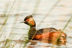 grebe_a_cou_noir_05-2 null