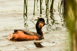 grebe_a_cou_noir_07-2 null