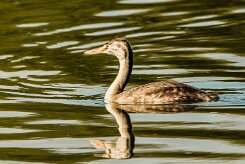 Grebe huppé_737A6021-2 null