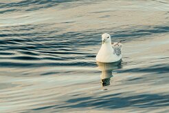 Fulmar boréal_001_8869 null