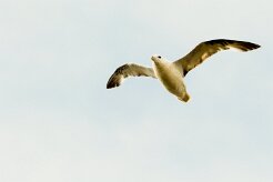 Fulmar boréal_003_8923 null