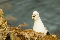 Fulmar boréal_070_9411 null