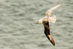 Fulmar boréal_071_9417 null
