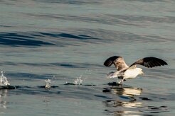 Fulmar boréal_077_9471 null