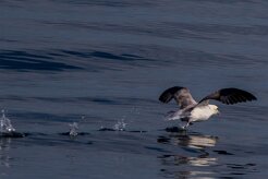 Fulmar boréal En route pour l'île de Grimsey