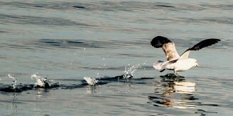 Fulmar boréal_078_9472 null