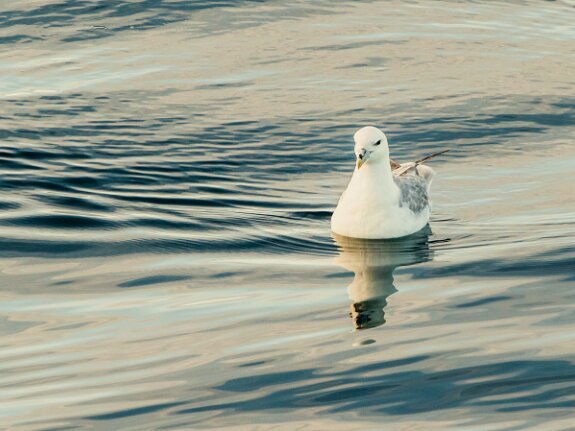 Fulmar boréal