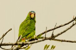 Amazona frentialba (Amazone à front blanc)_231214_5861-2 null