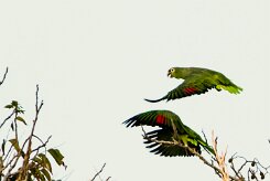 Amazona frentirroja (Amazone à lores rouges)_231204_5667-2 null