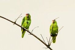 Amazona frentirroja (Amazone à lores rouges)_231208_6391-2 null
