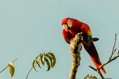 Guacamayo macao (Ara rouge)_231208_6377-2 null