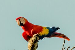Guacamayo macao (Ara rouge)_231208_6380-2 null