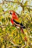 Guacamayo macao (Ara rouge)_231208_6385-2 null